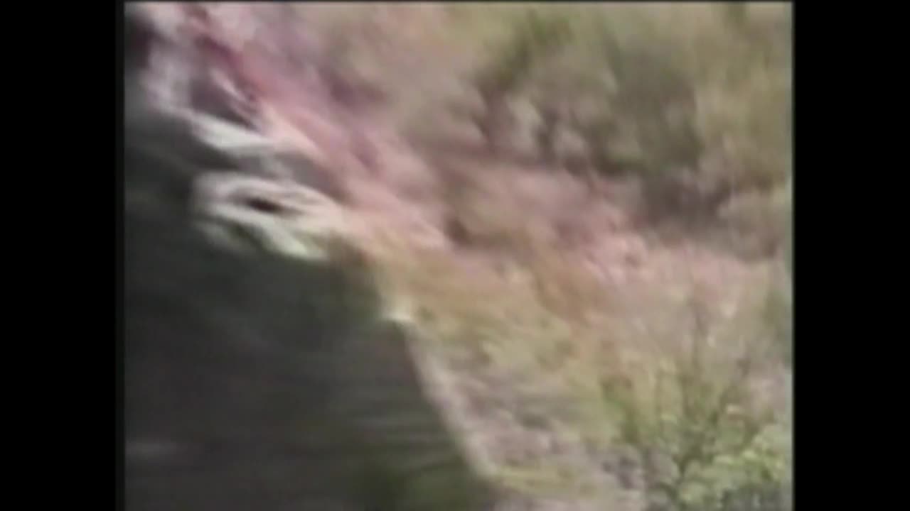 Animal Documentary AD9313